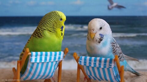 Budgie at the beach Listen birds for relax and for lonely birds