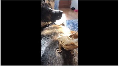 Lizard And Dog Set The Example Of A True Friendship