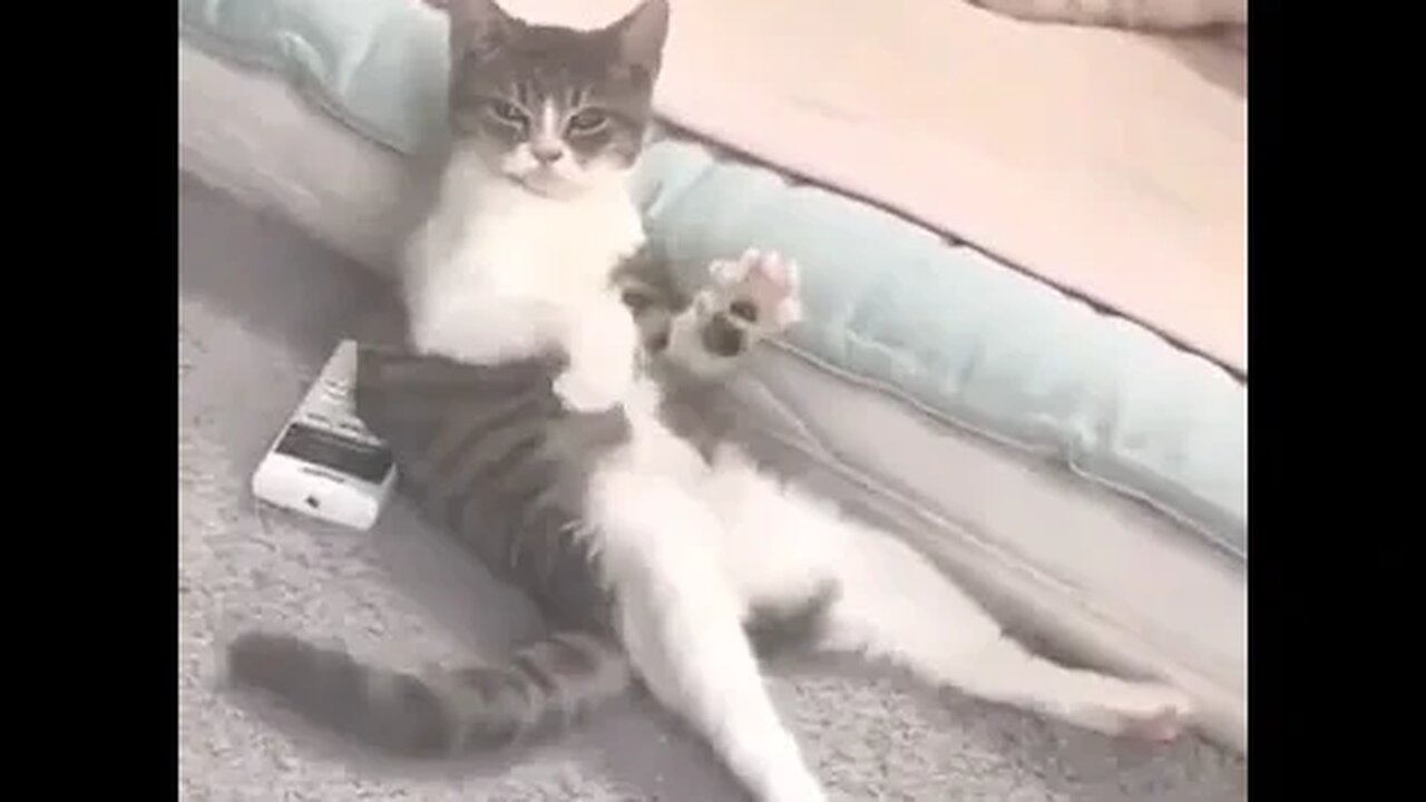 PLAYING CAT VIDEO MEAWWW