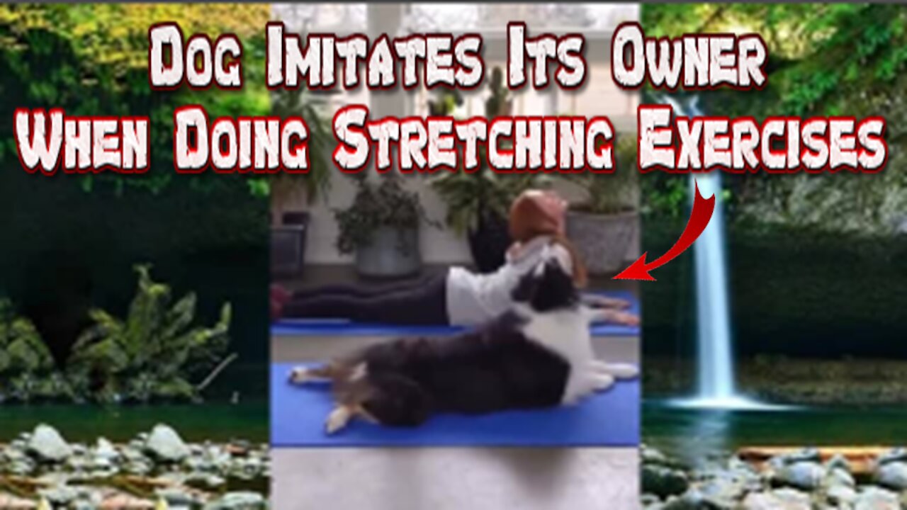 Dog Imitates Its Owner When Doing Stretching Exercises