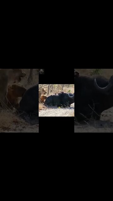 #shorts, #animal, #animals, #animalfacts, #animalshorts, #nature, #wildlife, #wildlifeanimals