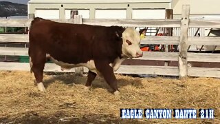 2022 1 15 21H Bull
