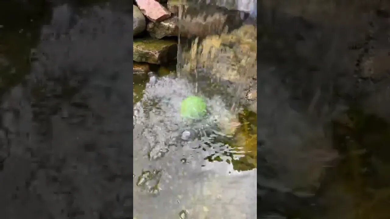 Amazing Backyard Discovery #Shorts