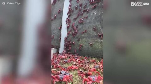Millioner af krabber invaderer Christmas Island