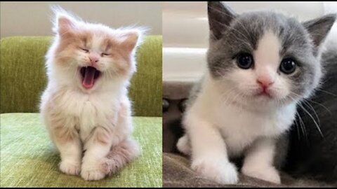 Baby 😙😊 Cats | Cute and Funny Baby😍Cat Videos Compilation | #OfficialDeep13