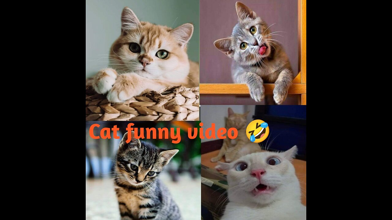 funniest animals video, funny cats compilation, cats funny