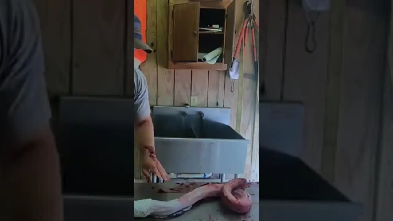 I got Struck by a Headless Rattlesnake!