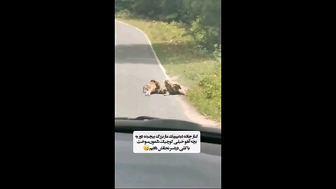 Giving life to the baby deer