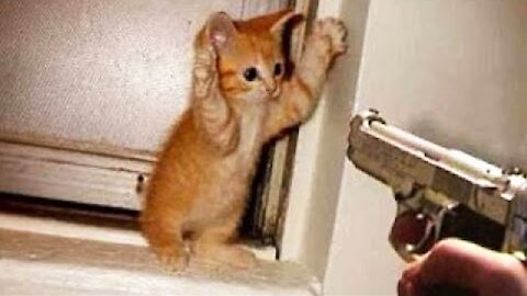 Funniest Cats Vs Gun epic😂...dogs cats reaction complication