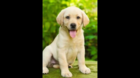 Funny dog ​​is very sad today she is a beautiful mother dog