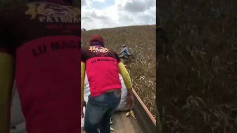 Alguem sabe de que raça é esse cavalo?