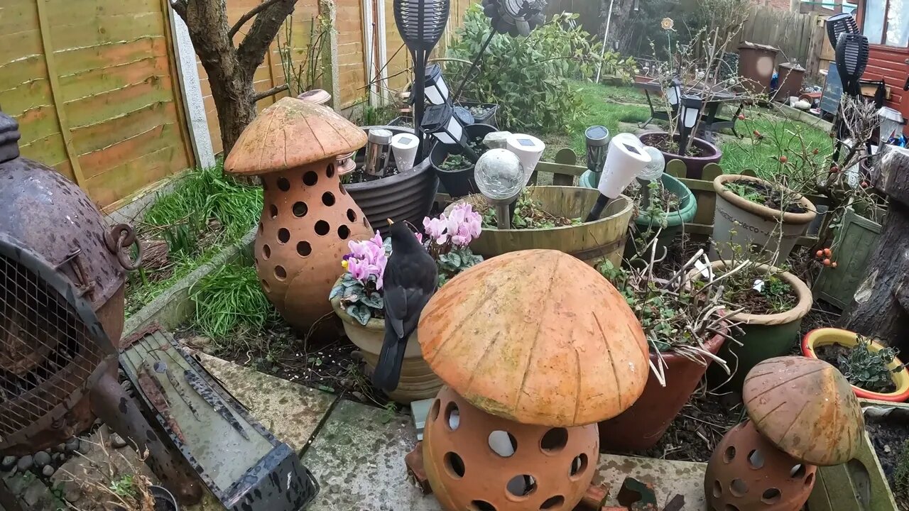 Shooting robins in my garden.