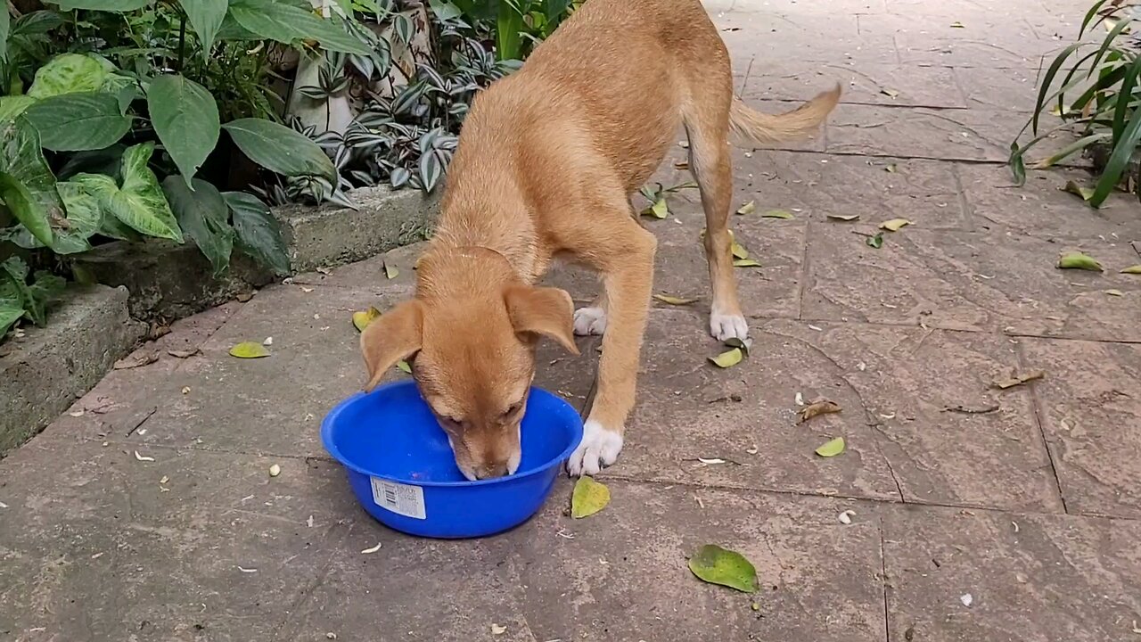Introducing Bartholomena. Perrita (puppy) de Antigua Guatemala 🇬🇹