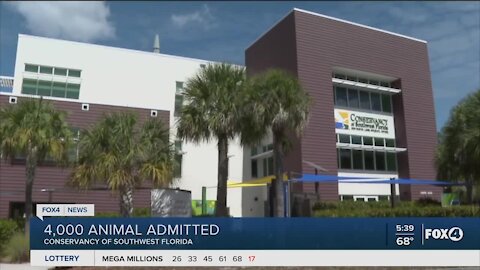 Record number of animals admitted to the Conservancy of Southwest Florida