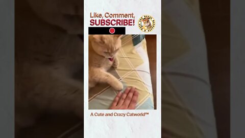Cat Does A Cool MAGIC ‘Trick’! 😻 (#265) #Shorts
