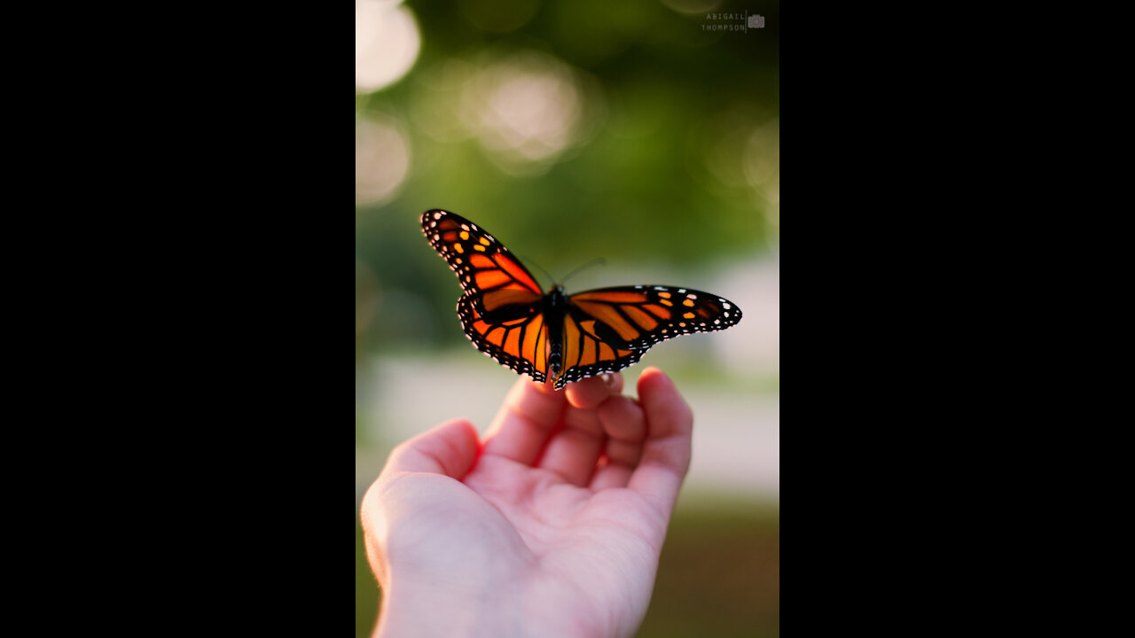 The gorgeous butterfly lays on its head