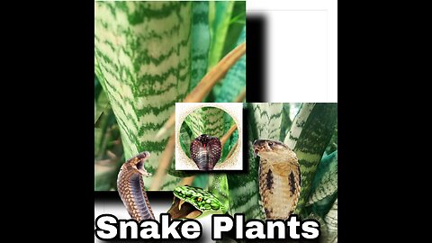 🐍 Snake Plants