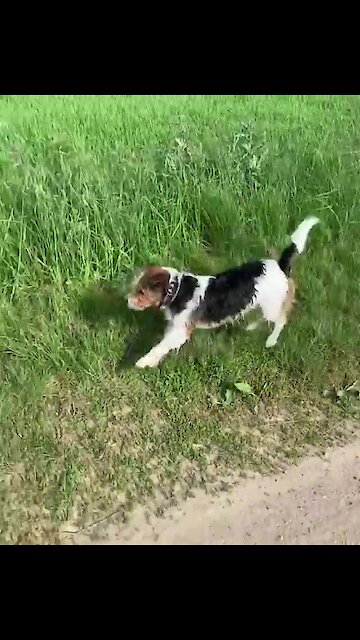 Jack Russell hilariously hops like a gazelle
