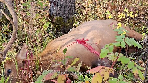 Northern Alberta Elk Hunt 2024