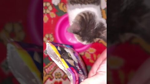 Funny Cat Satisfying reverse video ASMR #asmr