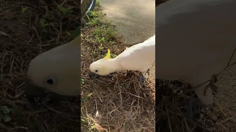 Did you find anything digging in the dirt? #cutepets #parrot #shorts #cockatoo #birdshorts #fyp
