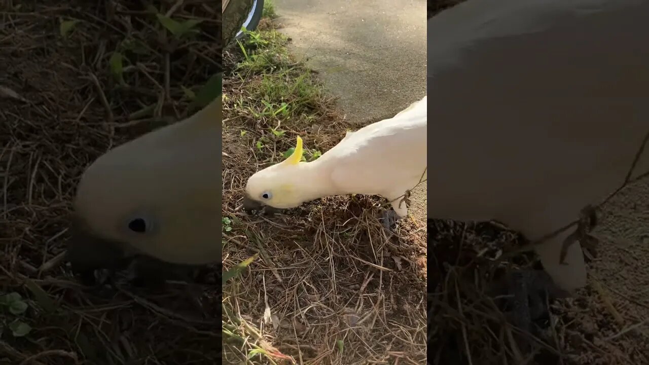 Did you find anything digging in the dirt? #cutepets #parrot #shorts #cockatoo #birdshorts #fyp