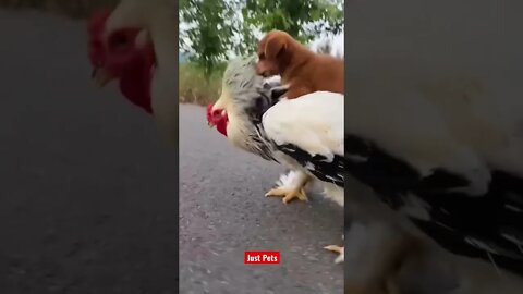 Vroom vroom 🏎 Puppy from Don’t Look Up movie 🎥 #cute #funnyanimals #tiktok #funnyvideos #dog