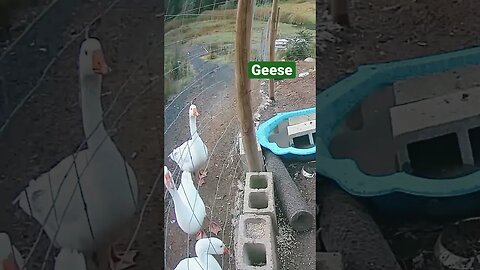 Farm surveillance. Geese eating dinner