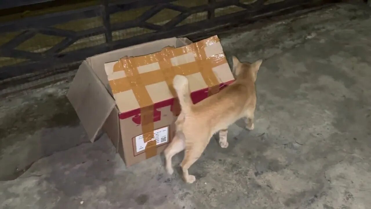 Kucing oren dan rekannya bertamu malam malam