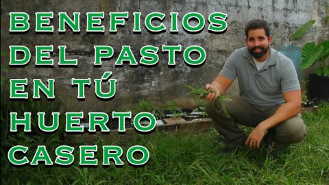 Beneficios del Pasto en Tú Huerto Fertilizante Orgánico