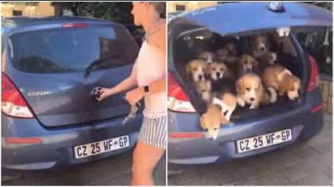 This car's trunk hides a puppy surprise!