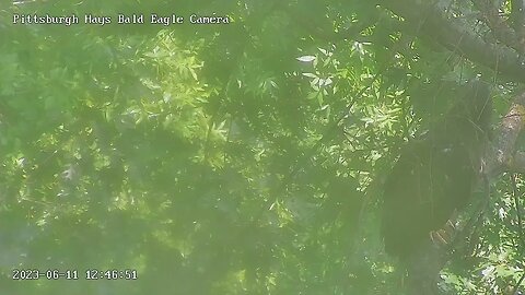 Hays Eagles H19 H20 Look out below! Down to Romper Room Ah there ! Pt. 2 6.11.23