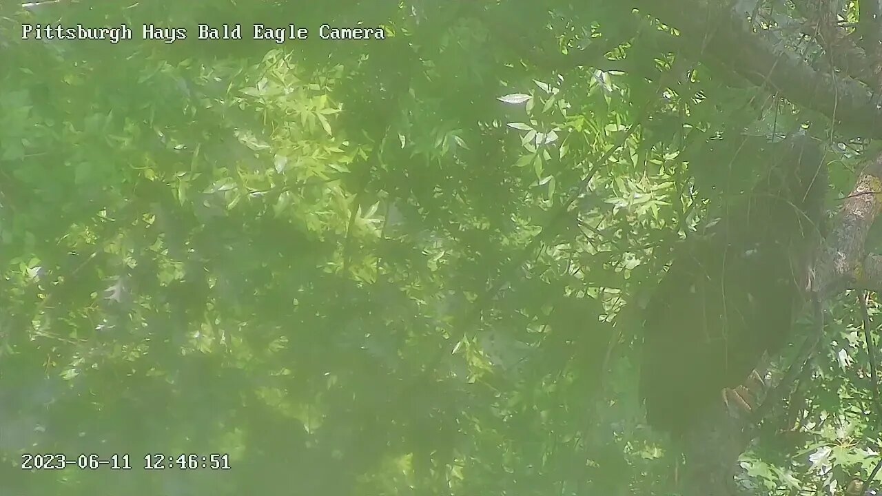 Hays Eagles H19 H20 Look out below! Down to Romper Room Ah there ! Pt. 2 6.11.23