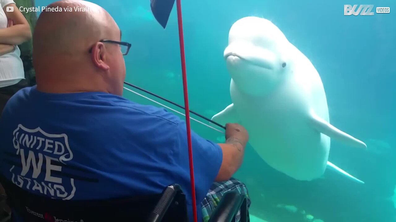 Cette baleine est fasciné par la mélodie du violon