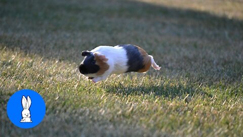 Baby Guinea Pigs Just Being Simply Cute.
