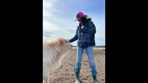 Cows With Gaitlyn