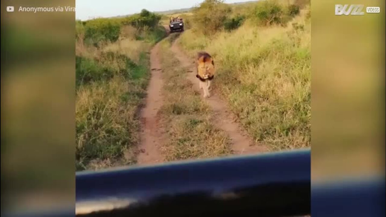 Turister kommer meget tæt på løver under safari