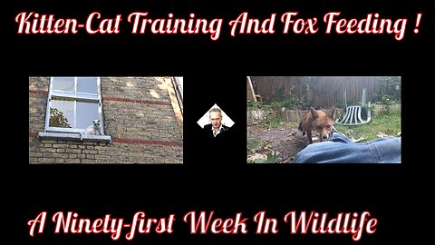 A Ninety-First Week In Wildlife - Kitten-Cat Training And Feisty Fox Feeding !