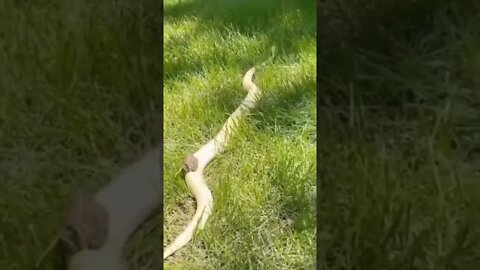 Sapo nas Costas da Cobra Branca #shorts