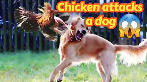 Dog fight Vs Chicken! |Funny animal moments|
