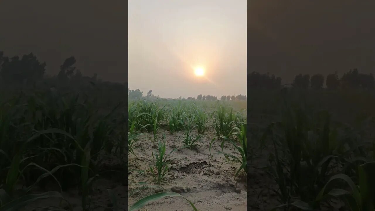 village ki sham #beautiful view #nature # evening beautiful #story