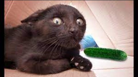Funny cat vs Cucumber Part 2