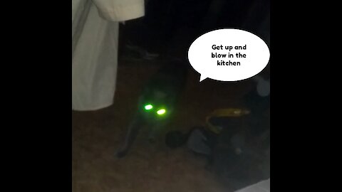 Cat and cat dissatisfied with hunger. Scare a look