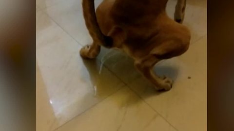 "Dog Pees to Show He Doesn’t Like Owner’s Dancing"