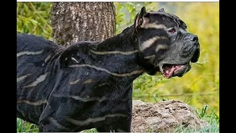 biggest wild dogs in the world || insane guard dogs || Human cannot stop them