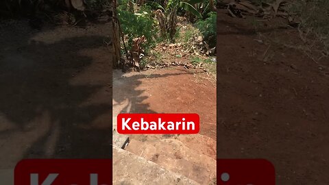 Kebakarin #shortsfyp