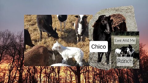 Winter Weather and New Prospects #farming #homesteading #lamb #ram