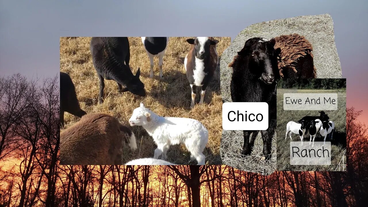Winter Weather and New Prospects #farming #homesteading #lamb #ram