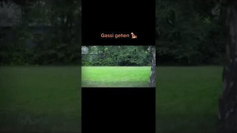 Gassi gehen für die Kleinen