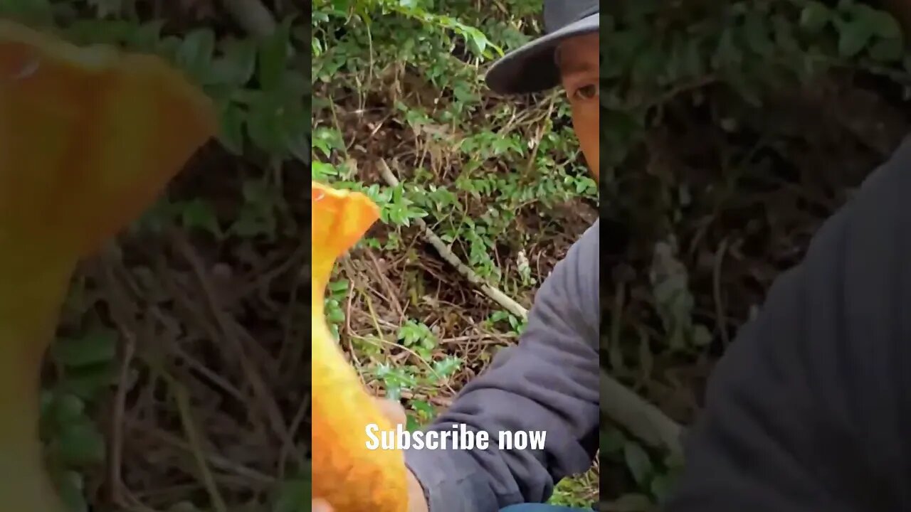 Welcome to Mushroom Wonderland 🍄🍄🍄